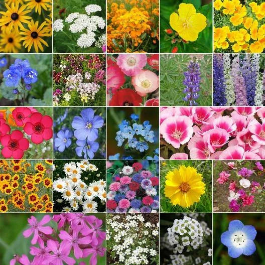 wildflower mix flower seeds
