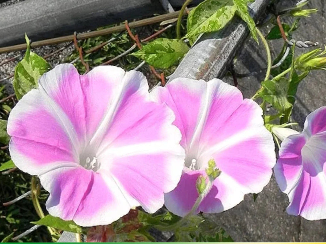 pink light flower seeds