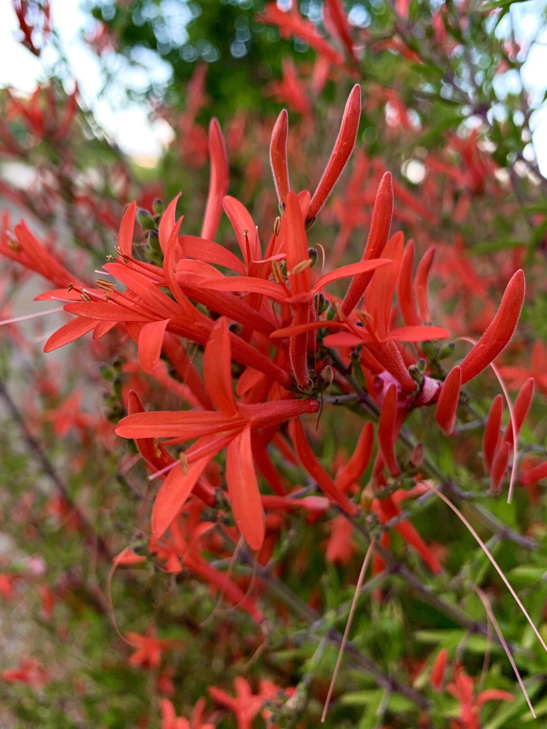 anisacanthus quadrifidus flower seeds
