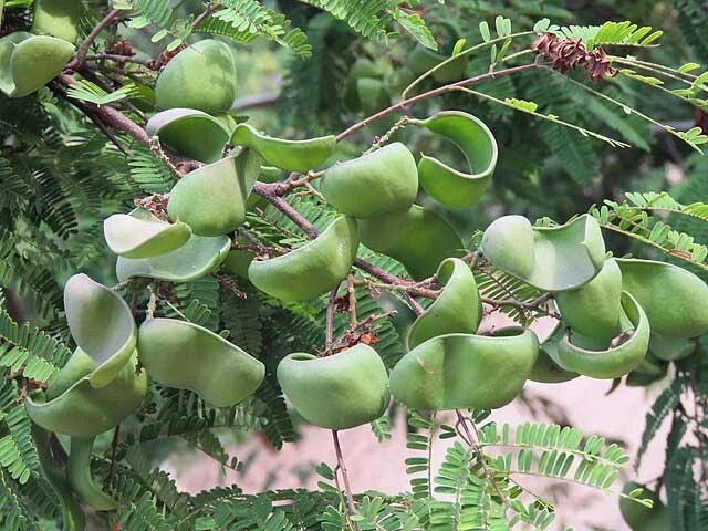 caesalpinia coriaria flower seeds