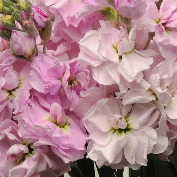 cherry blossom flower seeds
