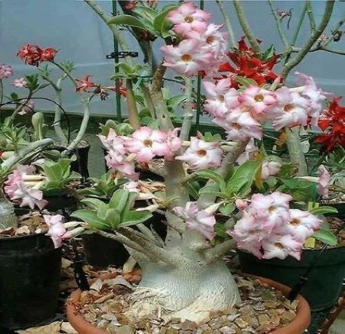 adenium arabicum flower seeds