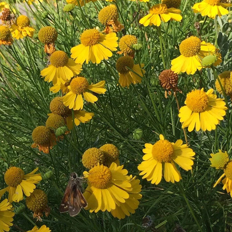 yellow helenium flower seeds