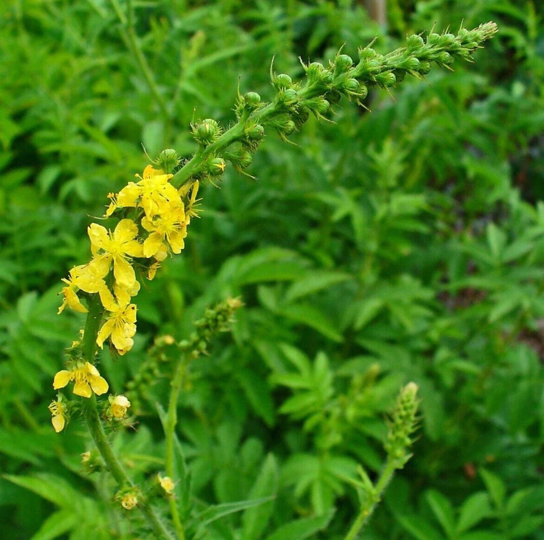 sweet agrimony flower seeds