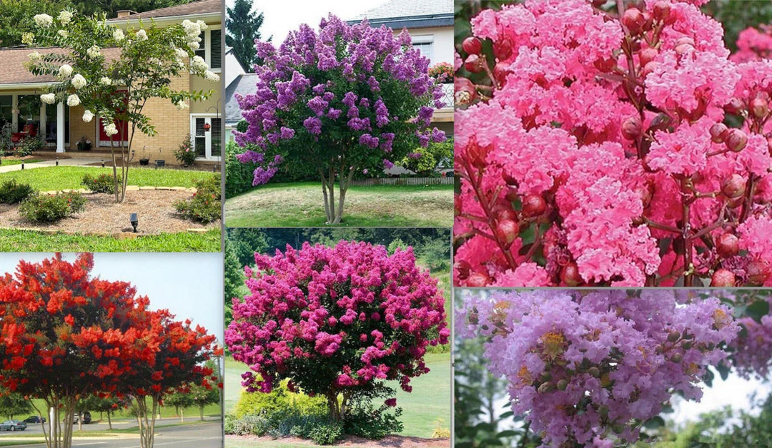 for mixed flower seeds