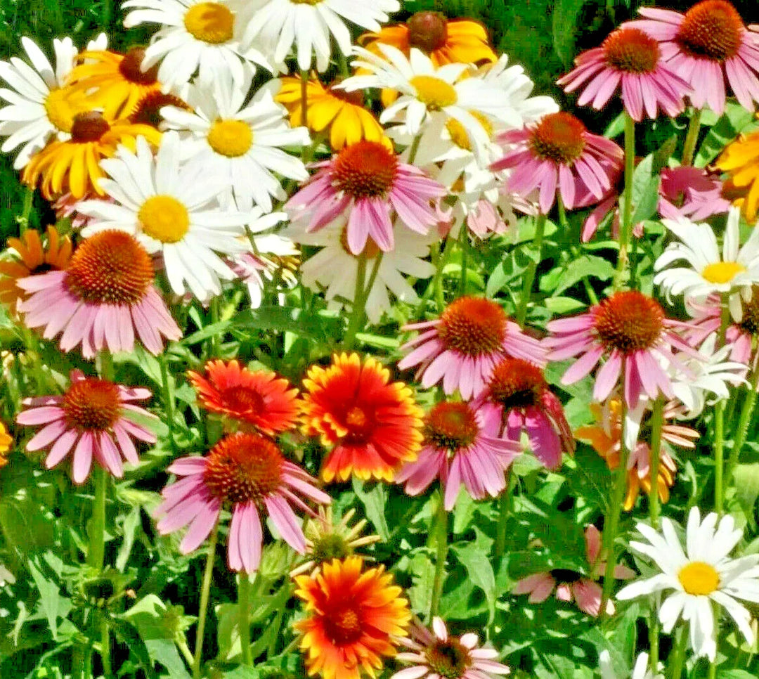 all perennial flower seeds