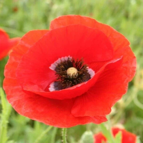 american legion flower seeds