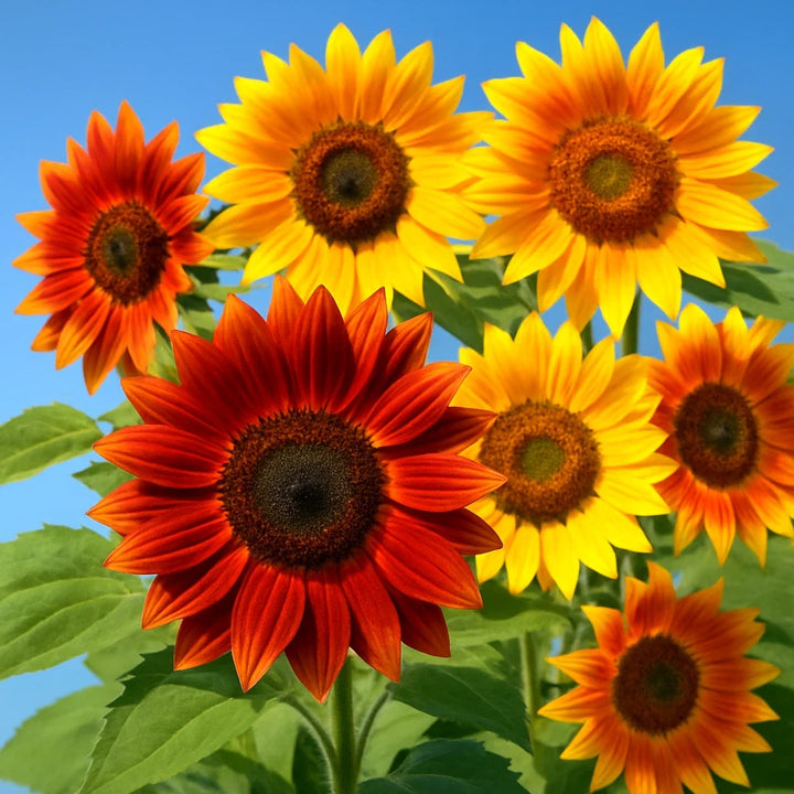 autumn beauty flower seeds