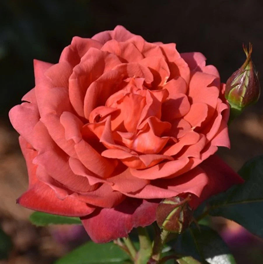 hot cocoa flower seeds