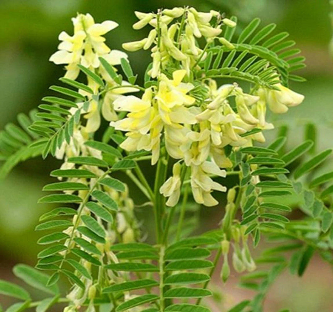 astragalus membranaceus flower seeds