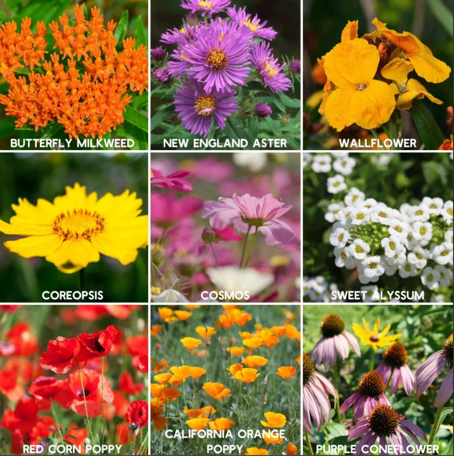 wildflower mix flower seeds