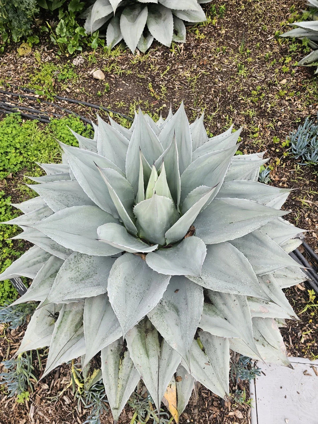 agave ovatifolia flower seeds