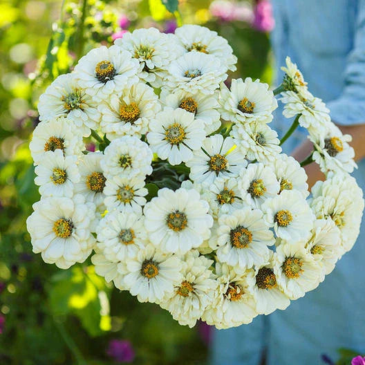 white zinnia flower seeds