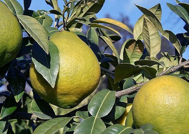 orange citrus flower seeds