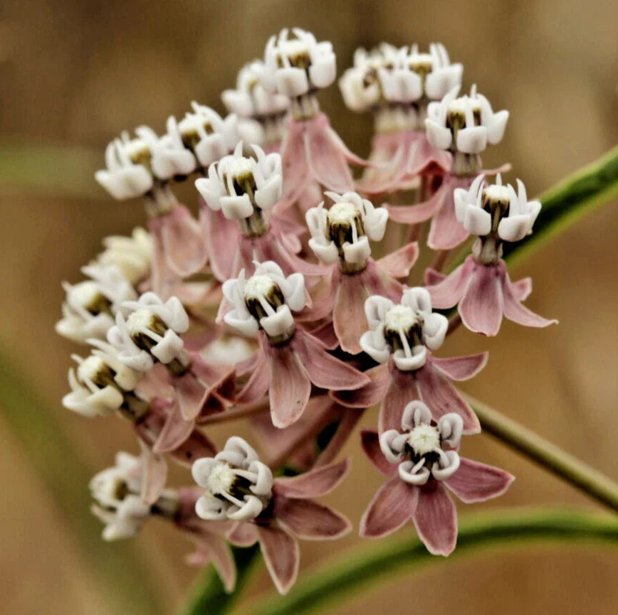 asclepias fascicularis flower seeds