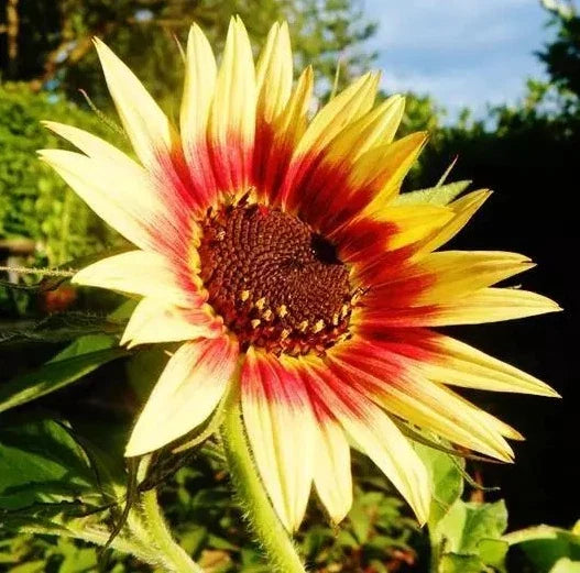 indian blanket flower seeds