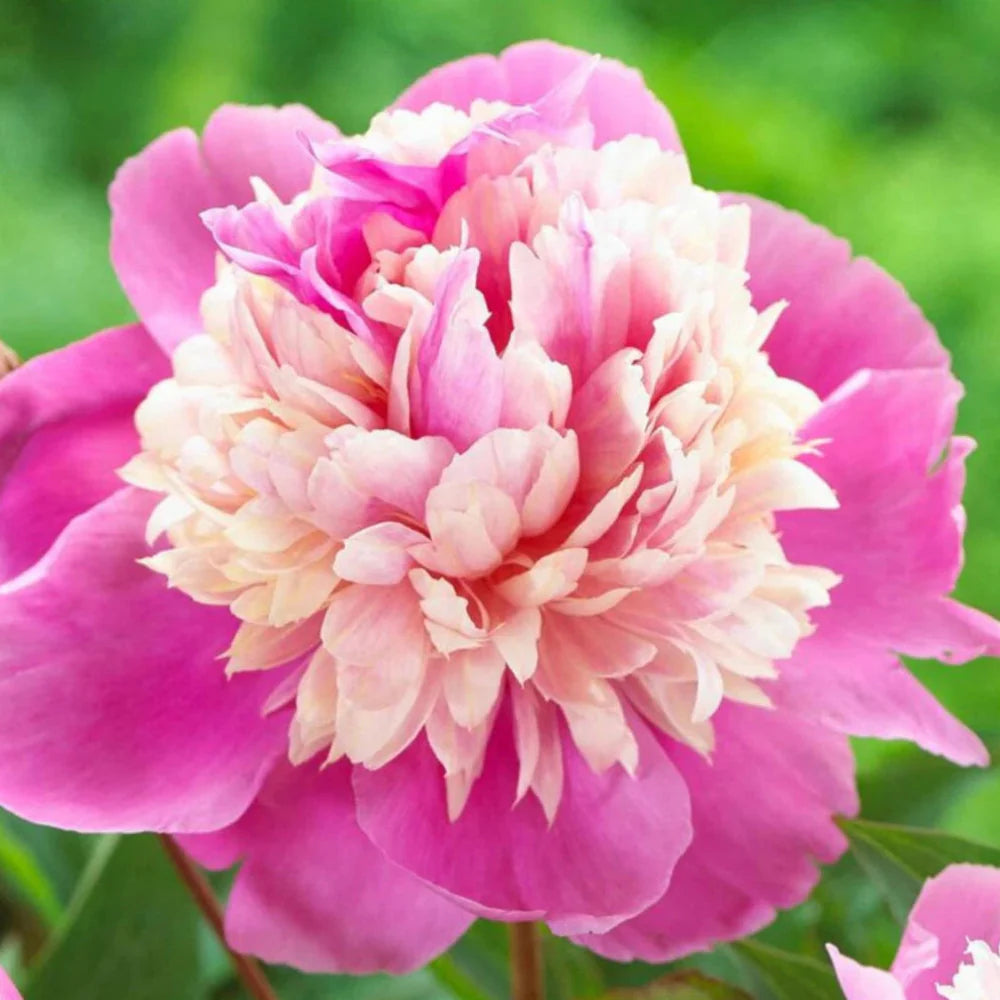 lady liberty flower seeds