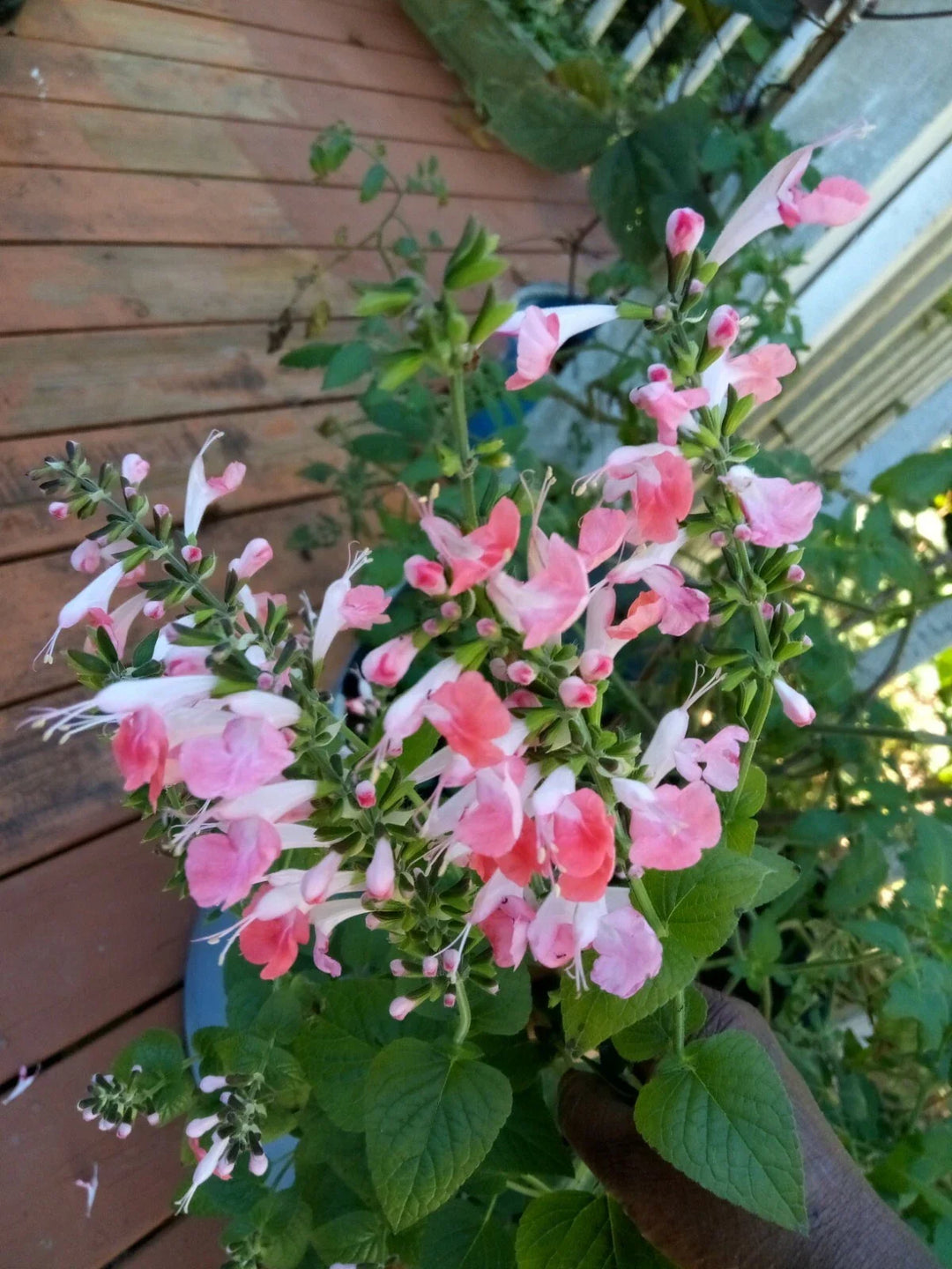 peach salmon flower seeds