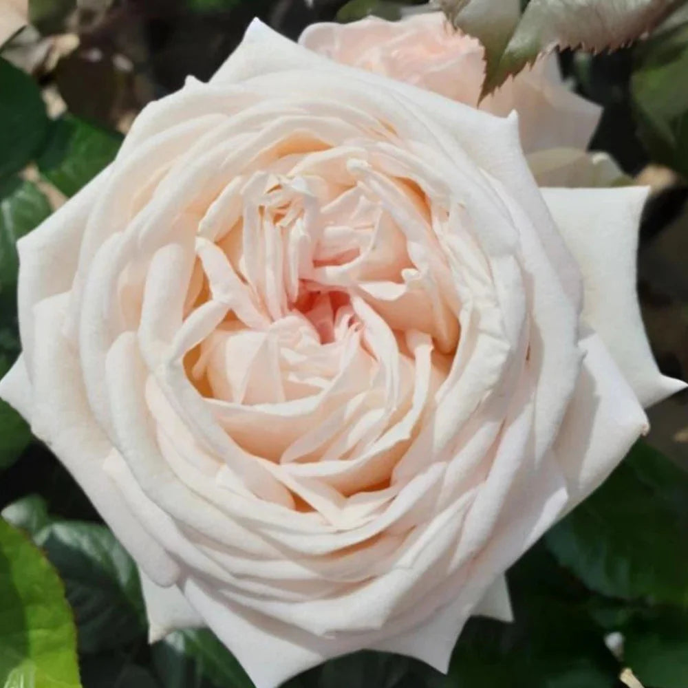 madame anisette flower seeds