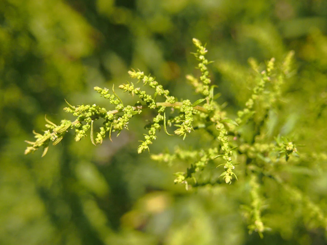 epazote chenopodium flower seeds
