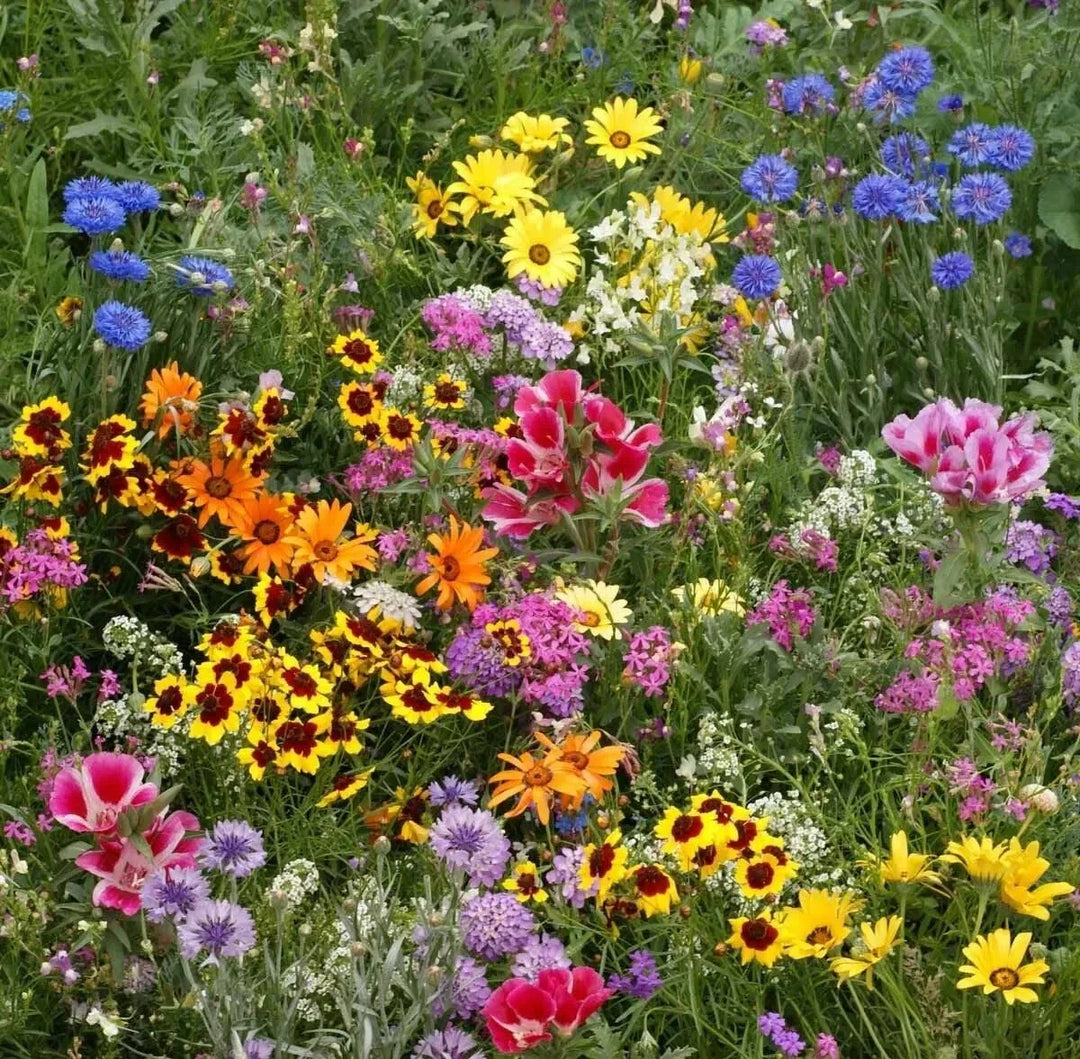 late bloomer flower seeds
