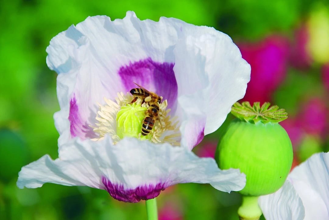 blue white flower seeds
