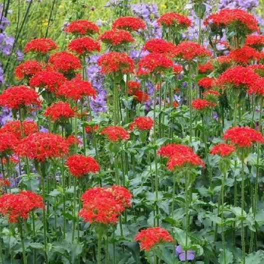 maltese cross flower seeds