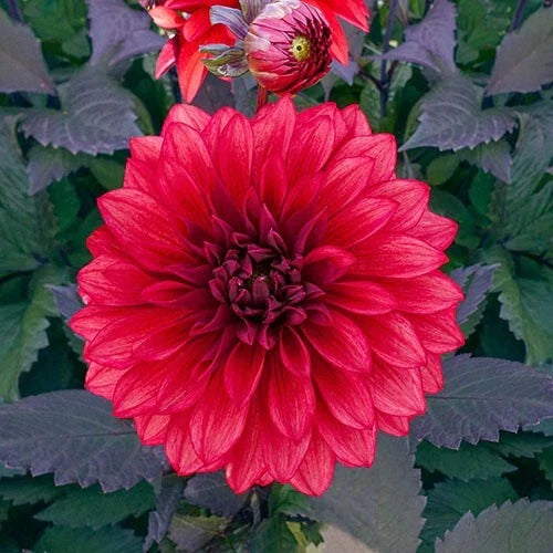 cool flame flower seeds