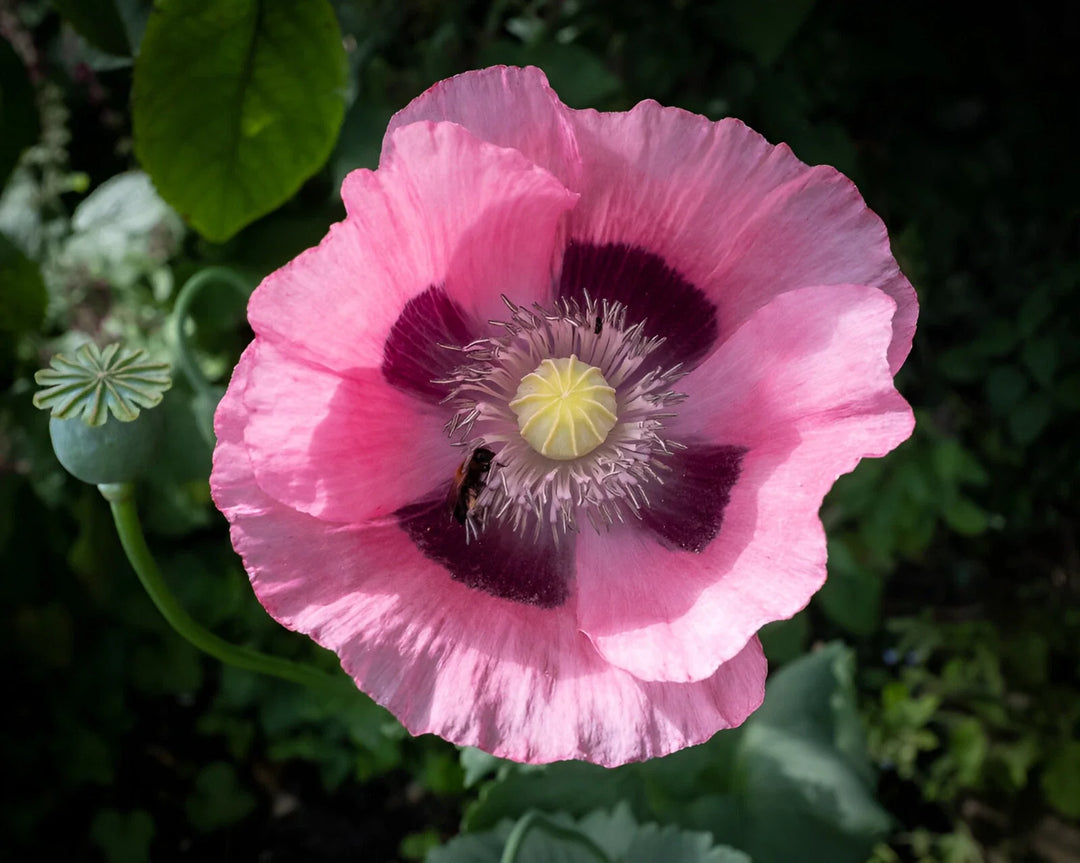 pink pink flower seeds