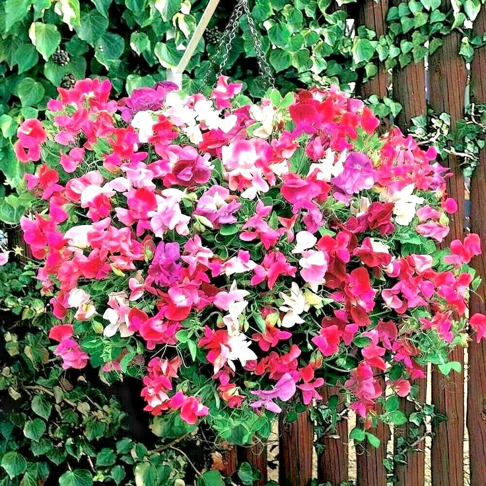 sweet pea flower seeds