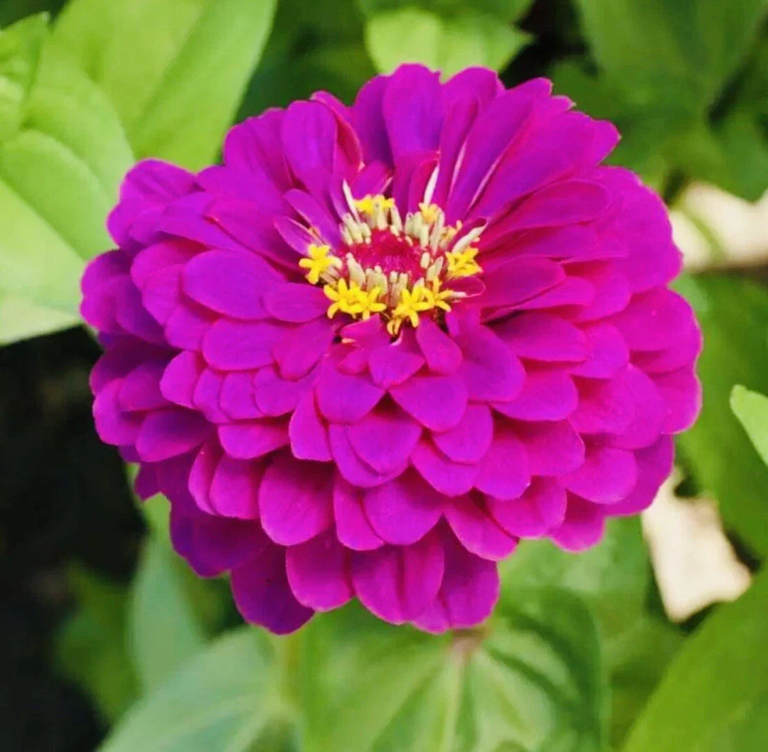 purple zinnia flower seeds