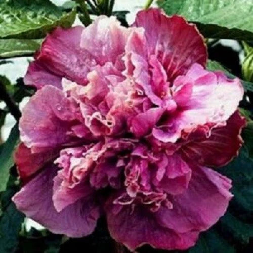 pink purple flower seeds