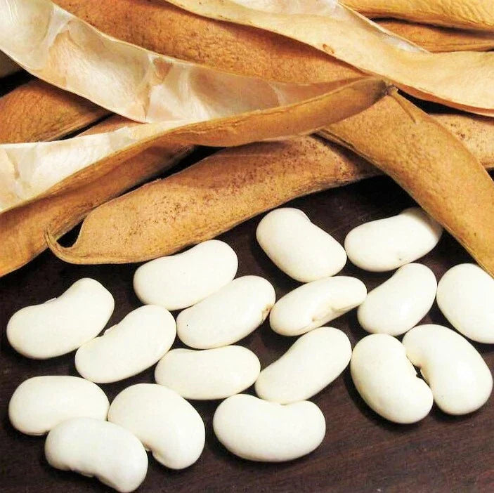 white navy flower seeds