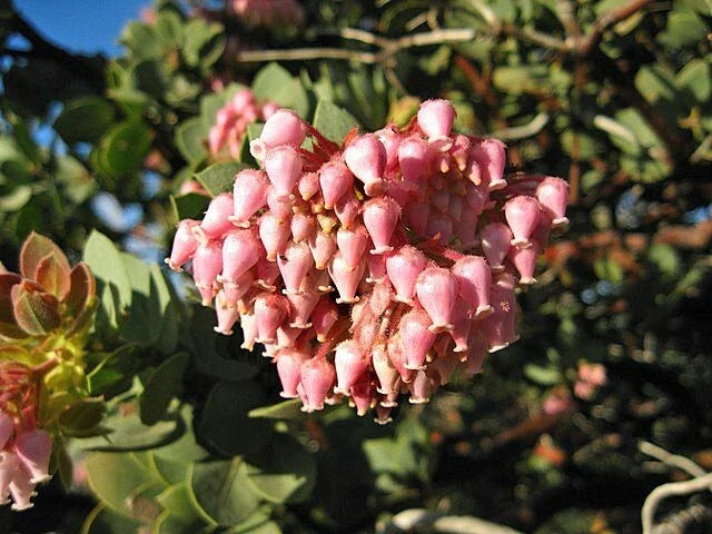 arctostaphylos pringlei flower seeds