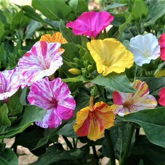 four o flower seeds