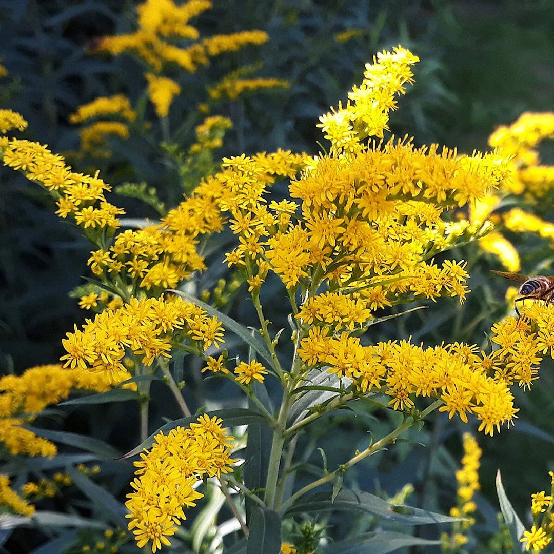 old field flower seeds