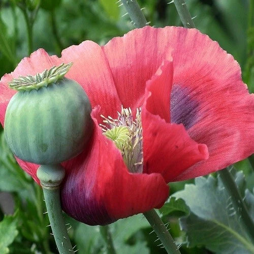 mammoth rattler poppy