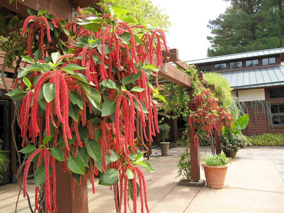 amaranthus love flower seeds