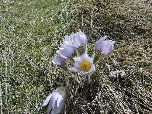 pulsatilla patens flower seeds