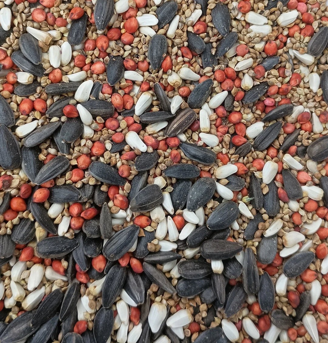 bird attracting flower seeds