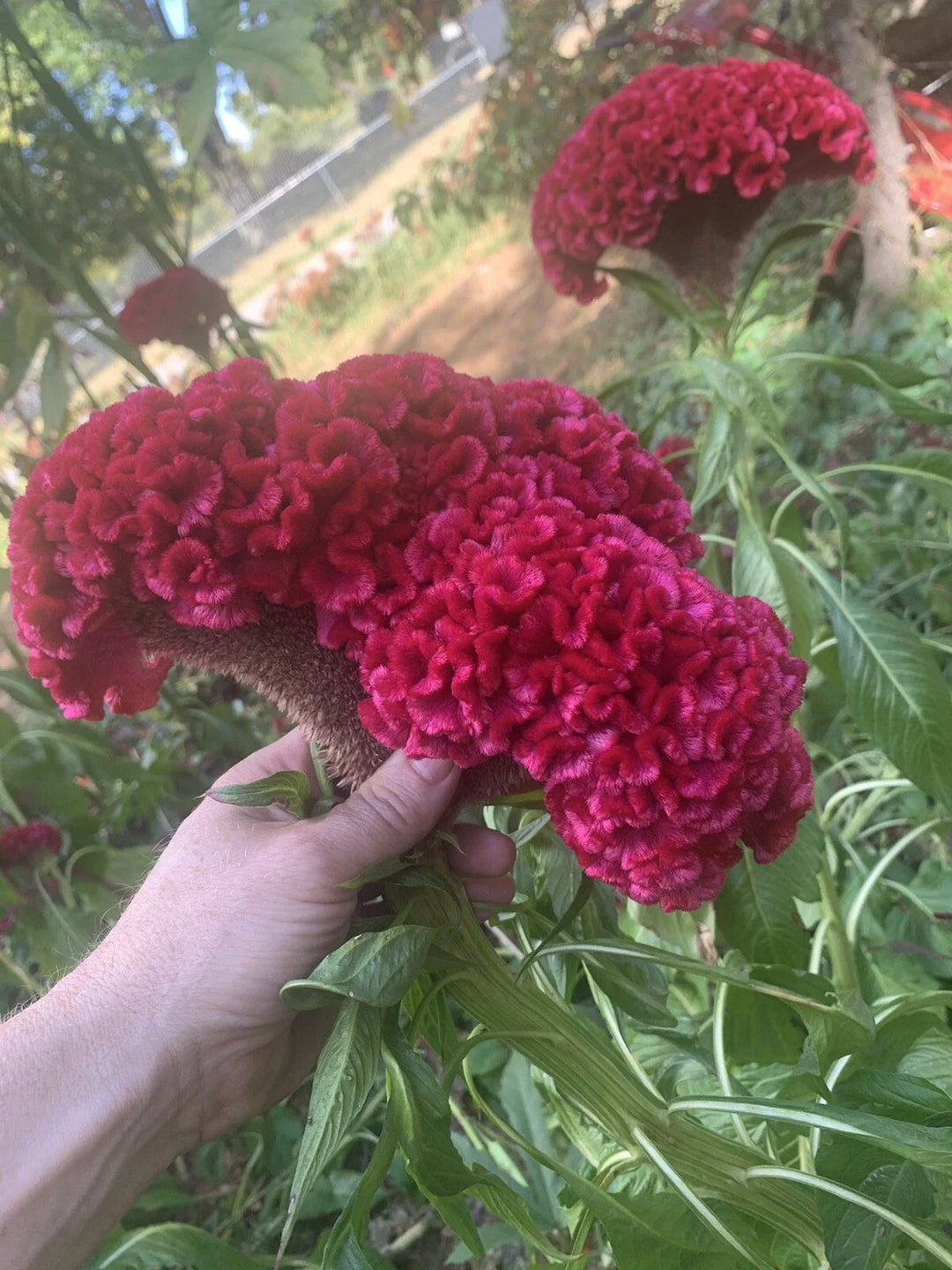celosia cristata flower seeds