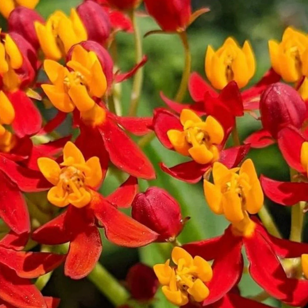 bulk tropical flower seeds