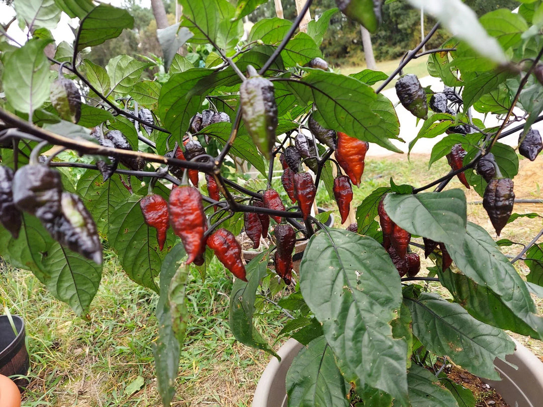 naga tiger flower seeds