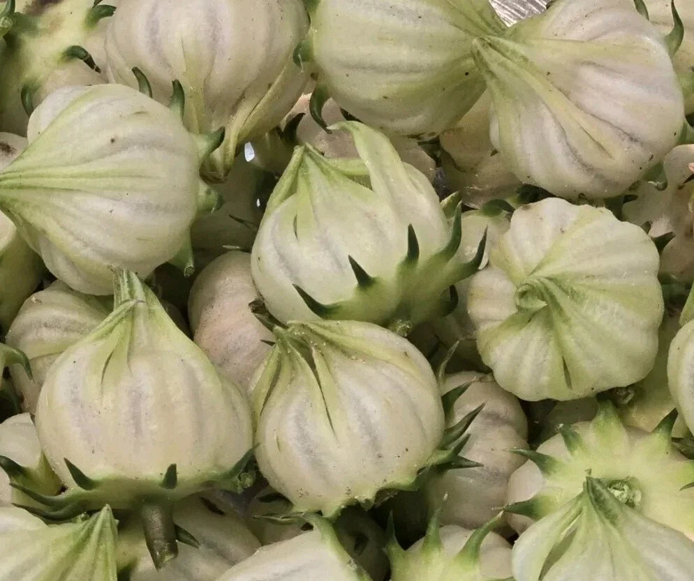white roselle flower seeds