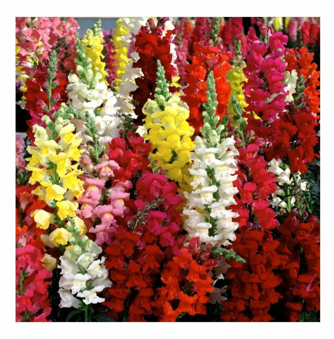 snapdragon tetra flower seeds