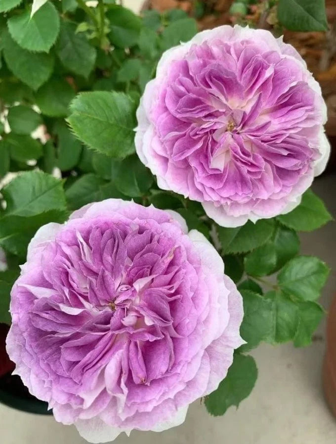 blue moonstone flower seeds