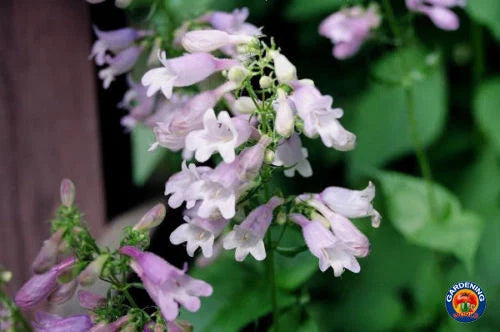 purple penstemon flower seeds