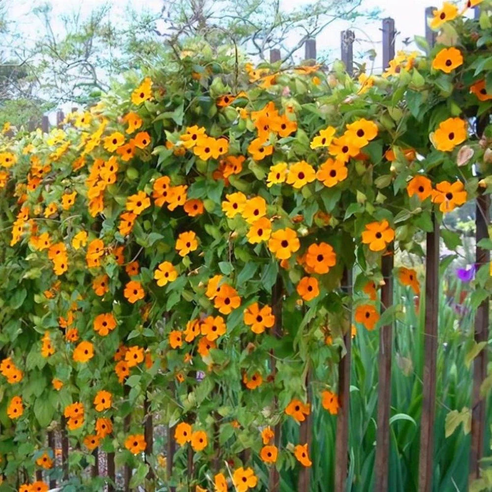 orange jasmine flower seeds