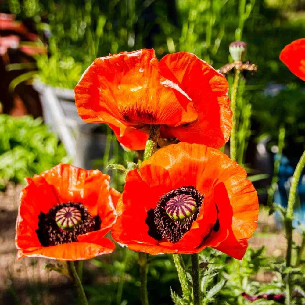 purple orange flower seeds