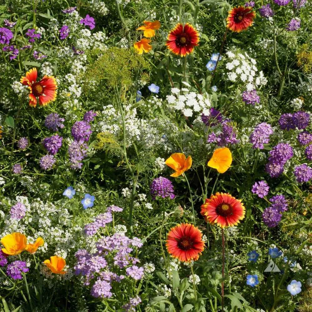 wildflower mix flower seeds